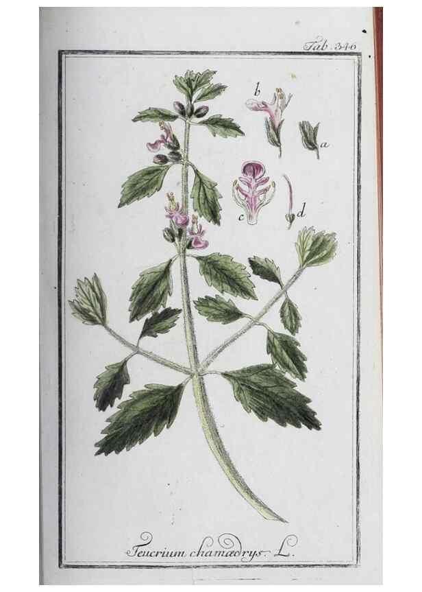 Reproducción/Reproduction 33304301588: Icones plantarum medicinalium.. Nürnberg :auf Kosten der Raspischen Buchhandlung,1779-1790. 