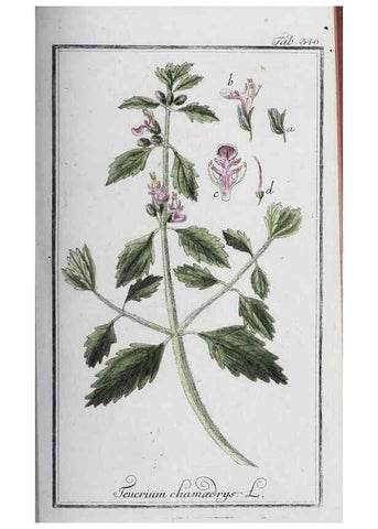 Reproducción/Reproduction 33304301588: Icones plantarum medicinalium.. Nürnberg :auf Kosten der Raspischen Buchhandlung,1779-1790. 