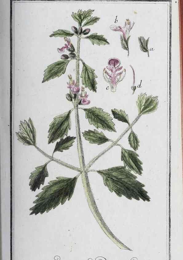 Reproducción/Reproduction 33304301588: Icones plantarum medicinalium.. Nürnberg :auf Kosten der Raspischen Buchhandlung,1779-1790. 