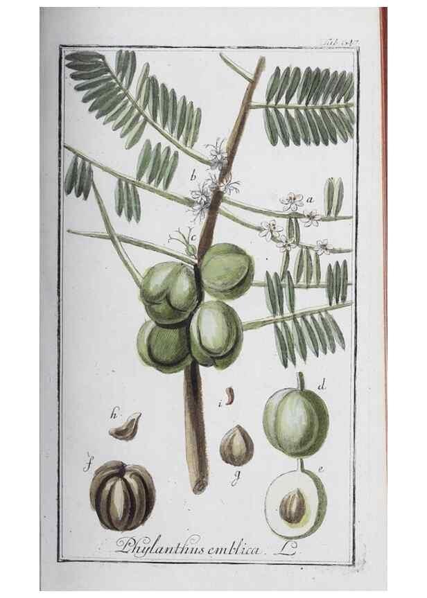 Reproducción/Reproduction 46265370925: Icones plantarum medicinalium.. Nürnberg :auf Kosten der Raspischen Buchhandlung,1779-1790. 