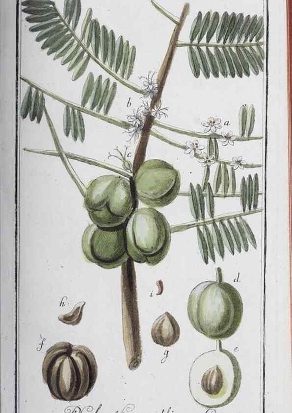 Reproducción/Reproduction 46265370925: Icones plantarum medicinalium.. Nürnberg :auf Kosten der Raspischen Buchhandlung,1779-1790. 