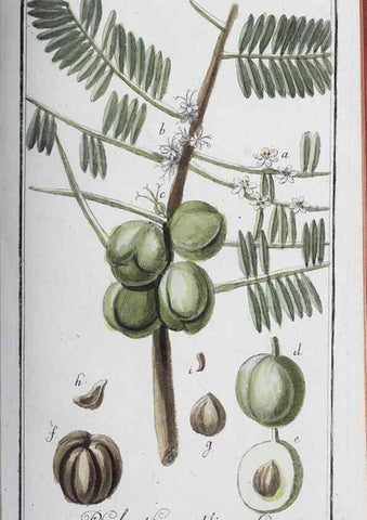Reproducción/Reproduction 46265370925: Icones plantarum medicinalium.. Nürnberg :auf Kosten der Raspischen Buchhandlung,1779-1790. 