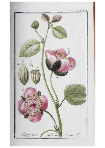 Reproducción/Reproduction 33304302848: Icones plantarum medicinalium.. Nürnberg :auf Kosten der Raspischen Buchhandlung,1779-1790. 