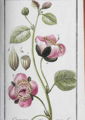 Reproducción/Reproduction 33304302848: Icones plantarum medicinalium.. Nürnberg :auf Kosten der Raspischen Buchhandlung,1779-1790. 