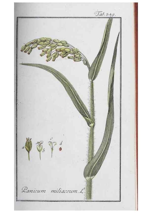 Reproducción/Reproduction 33304303648: Icones plantarum medicinalium.. Nürnberg :auf Kosten der Raspischen Buchhandlung,1779-1790. 