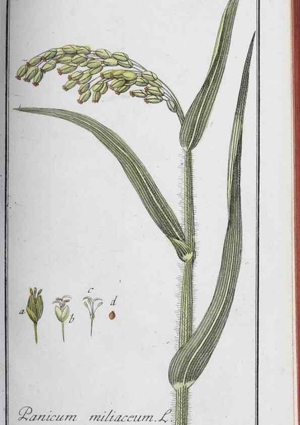 Reproducción/Reproduction 33304303648: Icones plantarum medicinalium.. Nürnberg :auf Kosten der Raspischen Buchhandlung,1779-1790. 