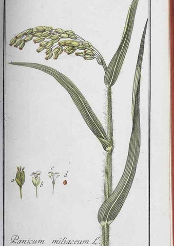 Reproducción/Reproduction 33304303648: Icones plantarum medicinalium.. Nürnberg :auf Kosten der Raspischen Buchhandlung,1779-1790. 