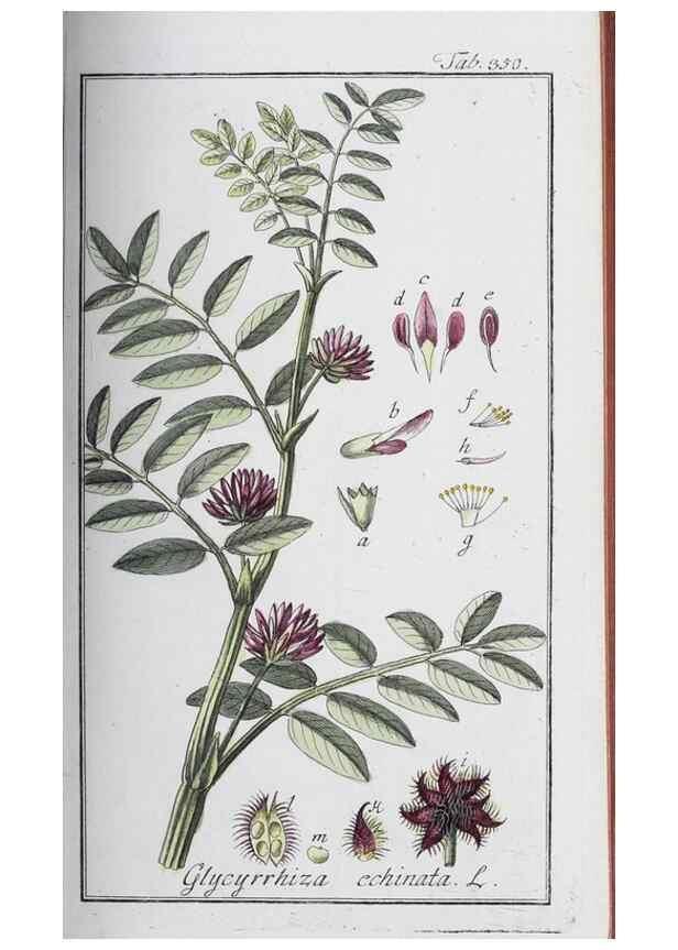 Reproducción/Reproduction 47179582781: Icones plantarum medicinalium.. Nürnberg :auf Kosten der Raspischen Buchhandlung,1779-1790. 