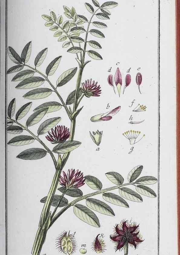 Reproducción/Reproduction 47179582781: Icones plantarum medicinalium.. Nürnberg :auf Kosten der Raspischen Buchhandlung,1779-1790. 