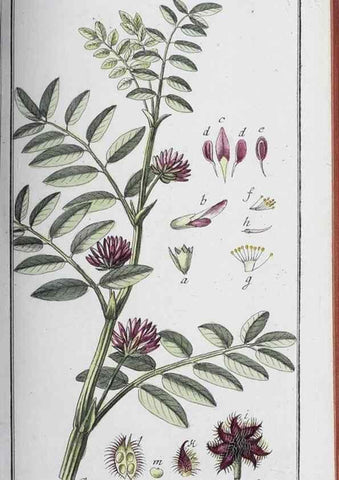 Reproducción/Reproduction 47179582781: Icones plantarum medicinalium.. Nürnberg :auf Kosten der Raspischen Buchhandlung,1779-1790. 