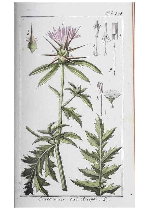 Reproducción/Reproduction 46265363955: Icones plantarum medicinalium.. Nürnberg :auf Kosten der Raspischen Buchhandlung,1779-1790. 