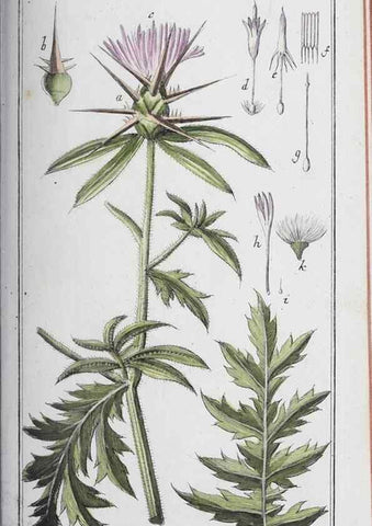 Reproducción/Reproduction 46265363955: Icones plantarum medicinalium.. Nürnberg :auf Kosten der Raspischen Buchhandlung,1779-1790. 