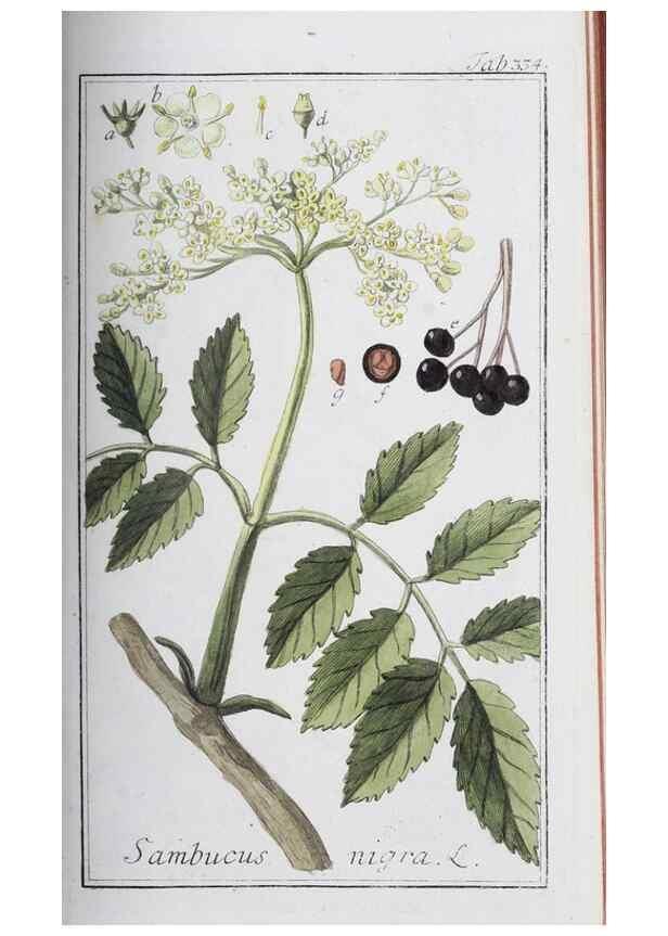 Reproducción/Reproduction 32237787047: Icones plantarum medicinalium.. Nürnberg :auf Kosten der Raspischen Buchhandlung,1779-1790. 