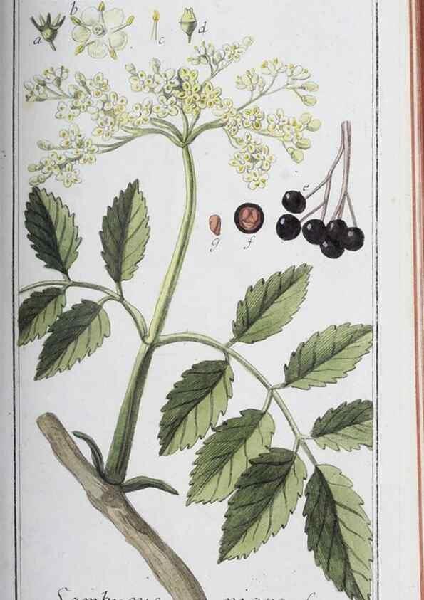 Reproducción/Reproduction 32237787047: Icones plantarum medicinalium.. Nürnberg :auf Kosten der Raspischen Buchhandlung,1779-1790. 