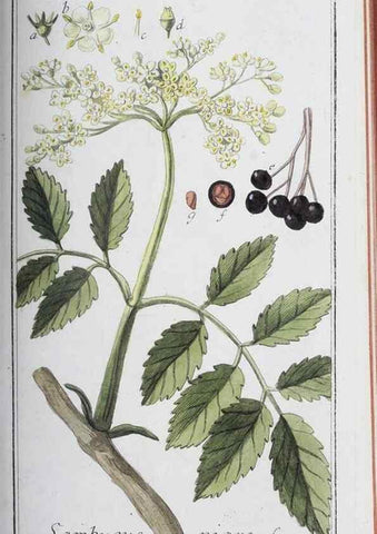 Reproducción/Reproduction 32237787047: Icones plantarum medicinalium.. Nürnberg :auf Kosten der Raspischen Buchhandlung,1779-1790. 