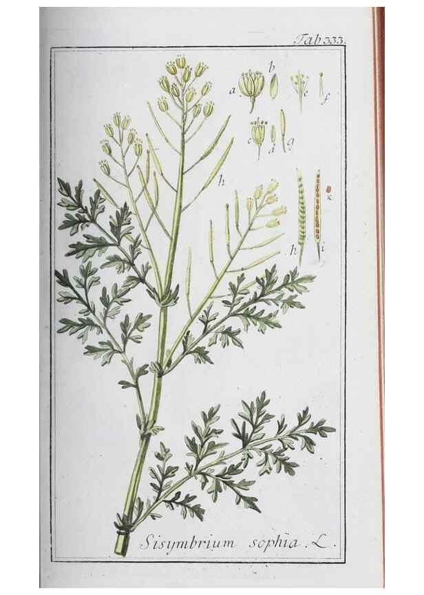 Reproducción/Reproduction 46456029804: Icones plantarum medicinalium.. Nürnberg :auf Kosten der Raspischen Buchhandlung,1779-1790. 
