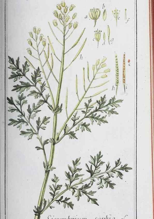 Reproducción/Reproduction 46456029804: Icones plantarum medicinalium.. Nürnberg :auf Kosten der Raspischen Buchhandlung,1779-1790. 