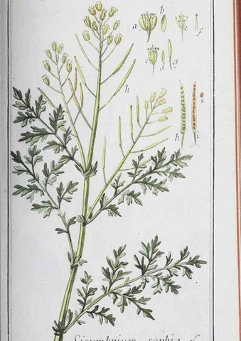 Reproducción/Reproduction 46456029804: Icones plantarum medicinalium.. Nürnberg :auf Kosten der Raspischen Buchhandlung,1779-1790. 
