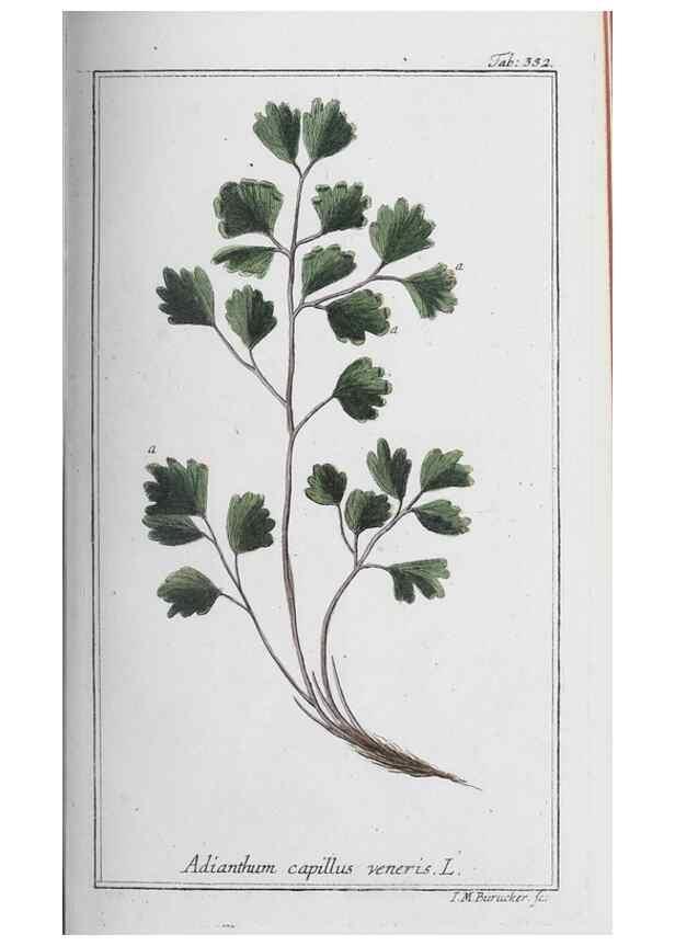 Reproducción/Reproduction 47179571291: Icones plantarum medicinalium.. Nürnberg :auf Kosten der Raspischen Buchhandlung,1779-1790. 
