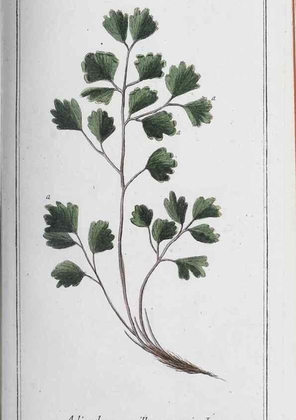 Reproducción/Reproduction 47179571291: Icones plantarum medicinalium.. Nürnberg :auf Kosten der Raspischen Buchhandlung,1779-1790. 