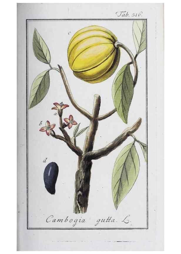 Reproducción/Reproduction 32237768357: Icones plantarum medicinalium.. Nürnberg :auf Kosten der Raspischen Buchhandlung,1779-1790. 
