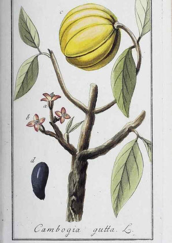 Reproducción/Reproduction 32237768357: Icones plantarum medicinalium.. Nürnberg :auf Kosten der Raspischen Buchhandlung,1779-1790. 