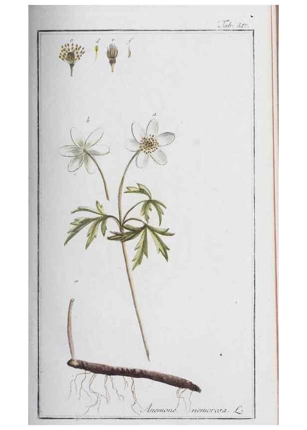 Reproducción/Reproduction 32237769197: Icones plantarum medicinalium.. Nürnberg :auf Kosten der Raspischen Buchhandlung,1779-1790. 