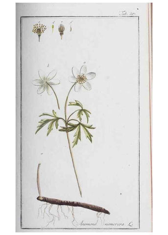 Reproducción/Reproduction 32237769197: Icones plantarum medicinalium.. Nürnberg :auf Kosten der Raspischen Buchhandlung,1779-1790. 