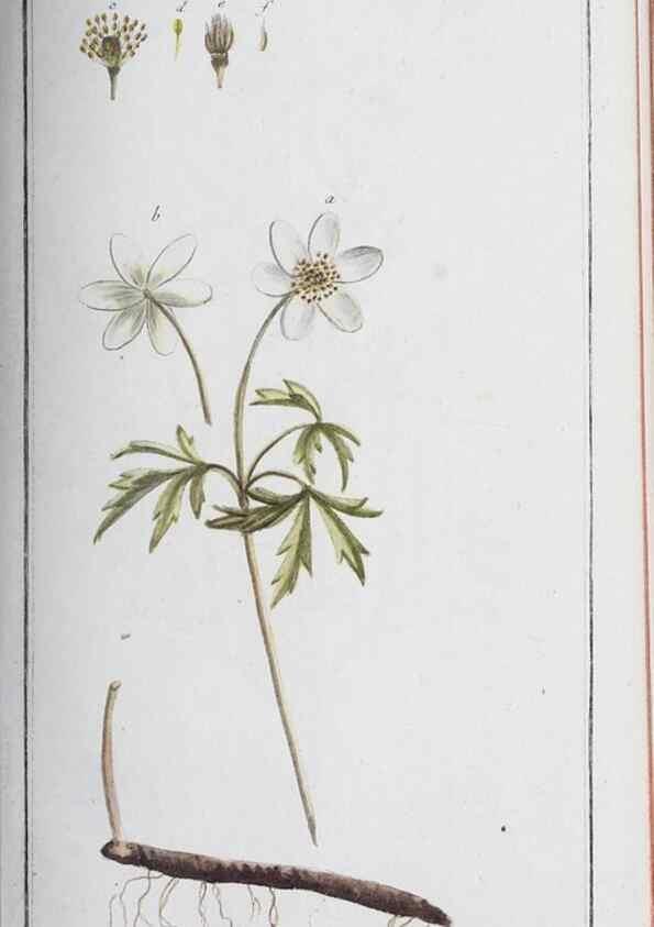 Reproducción/Reproduction 32237769197: Icones plantarum medicinalium.. Nürnberg :auf Kosten der Raspischen Buchhandlung,1779-1790. 