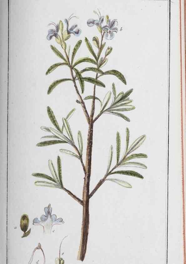 Reproducción/Reproduction 40214690593: Icones plantarum medicinalium.. Nürnberg :auf Kosten der Raspischen Buchhandlung,1779-1790. 