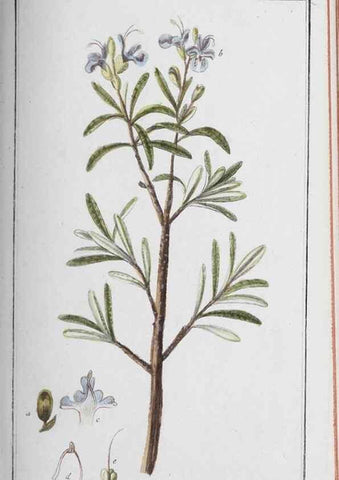 Reproducción/Reproduction 40214690593: Icones plantarum medicinalium.. Nürnberg :auf Kosten der Raspischen Buchhandlung,1779-1790. 
