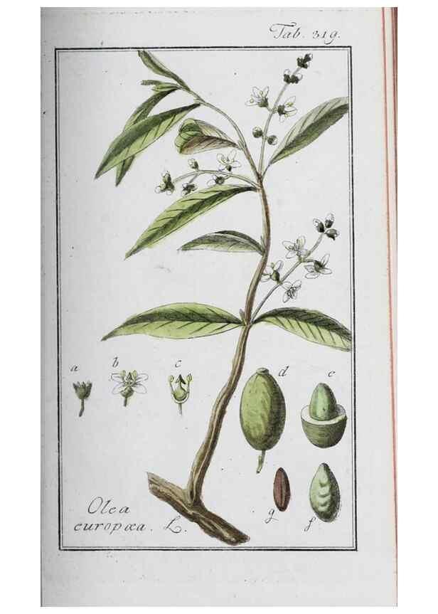 Reproducción/Reproduction 40214692123: Icones plantarum medicinalium.. Nürnberg :auf Kosten der Raspischen Buchhandlung,1779-1790. 