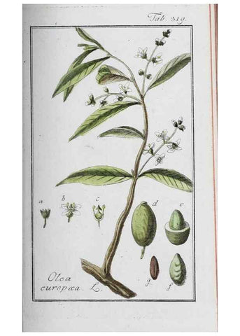 Reproducción/Reproduction 40214692123: Icones plantarum medicinalium.. Nürnberg :auf Kosten der Raspischen Buchhandlung,1779-1790. 