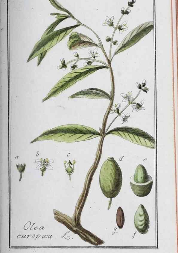 Reproducción/Reproduction 40214692123: Icones plantarum medicinalium.. Nürnberg :auf Kosten der Raspischen Buchhandlung,1779-1790. 