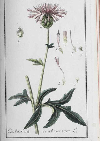 Reproducción/Reproduction 46265355345: Icones plantarum medicinalium.. Nürnberg :auf Kosten der Raspischen Buchhandlung,1779-1790. 