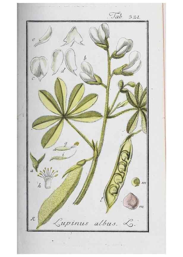 Reproducción/Reproduction 46265355865: Icones plantarum medicinalium.. Nürnberg :auf Kosten der Raspischen Buchhandlung,1779-1790. 