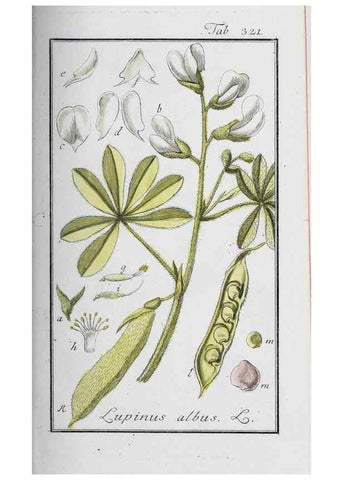 Reproducción/Reproduction 46265355865: Icones plantarum medicinalium.. Nürnberg :auf Kosten der Raspischen Buchhandlung,1779-1790. 