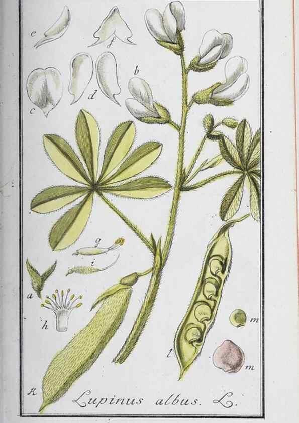 Reproducción/Reproduction 46265355865: Icones plantarum medicinalium.. Nürnberg :auf Kosten der Raspischen Buchhandlung,1779-1790. 