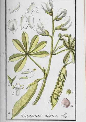 Reproducción/Reproduction 46265355865: Icones plantarum medicinalium.. Nürnberg :auf Kosten der Raspischen Buchhandlung,1779-1790. 