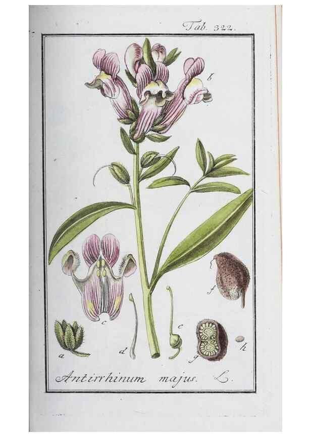 Reproducción/Reproduction 32237775497: Icones plantarum medicinalium.. Nürnberg :auf Kosten der Raspischen Buchhandlung,1779-1790. 