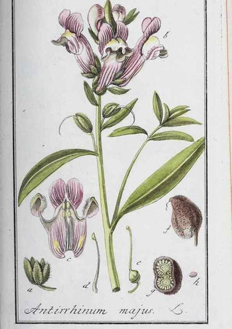 Reproducción/Reproduction 32237775497: Icones plantarum medicinalium.. Nürnberg :auf Kosten der Raspischen Buchhandlung,1779-1790. 