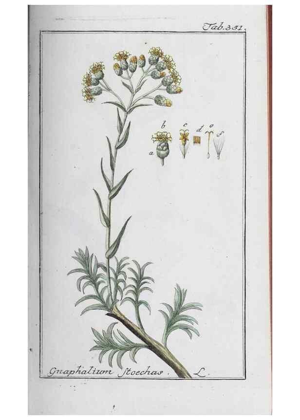 Reproducción/Reproduction 46265375125: Icones plantarum medicinalium.. Nürnberg :auf Kosten der Raspischen Buchhandlung,1779-1790. 