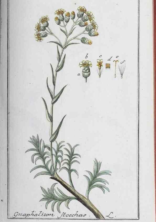 Reproducción/Reproduction 46265375125: Icones plantarum medicinalium.. Nürnberg :auf Kosten der Raspischen Buchhandlung,1779-1790. 
