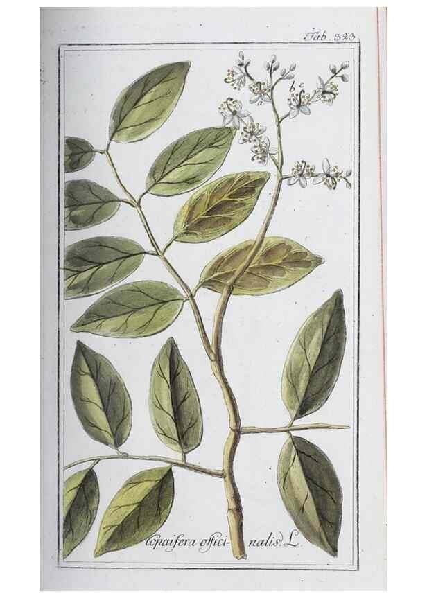 Reproducción/Reproduction 46265357215: Icones plantarum medicinalium.. Nürnberg :auf Kosten der Raspischen Buchhandlung,1779-1790. 