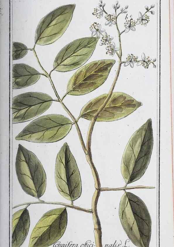 Reproducción/Reproduction 46265357215: Icones plantarum medicinalium.. Nürnberg :auf Kosten der Raspischen Buchhandlung,1779-1790. 