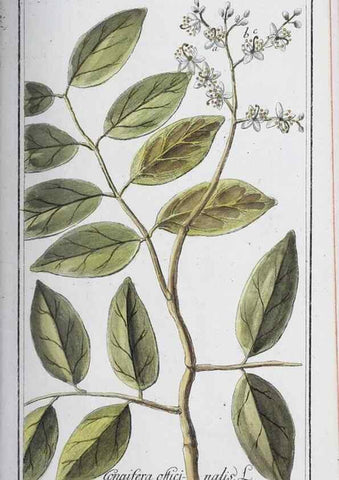 Reproducción/Reproduction 46265357215: Icones plantarum medicinalium.. Nürnberg :auf Kosten der Raspischen Buchhandlung,1779-1790. 