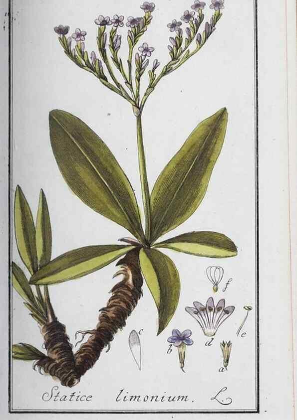Reproducción/Reproduction 33304281188: Icones plantarum medicinalium.. Nürnberg :auf Kosten der Raspischen Buchhandlung,1779-1790. 