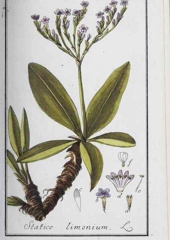 Reproducción/Reproduction 33304281188: Icones plantarum medicinalium.. Nürnberg :auf Kosten der Raspischen Buchhandlung,1779-1790. 