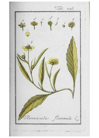 Reproducción/Reproduction 46265359235: Icones plantarum medicinalium.. Nürnberg :auf Kosten der Raspischen Buchhandlung,1779-1790. 