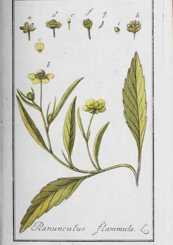 Reproducción/Reproduction 46265359235: Icones plantarum medicinalium.. Nürnberg :auf Kosten der Raspischen Buchhandlung,1779-1790. 